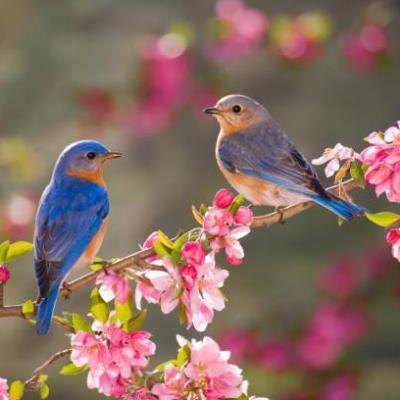 Oiseaux du printemps